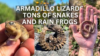 Armadillo Lizards, TONS of Snakes and RAIN FROGS!