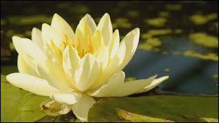 VIDEO BUNGA YANG SEDANG MEKAR