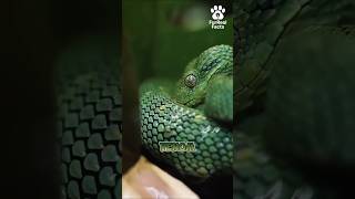 The Bush Viper 🐍 #animals #facts #shorts