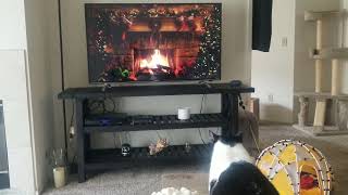 Loki (our cat) watching the Christmas Fireplace on TV listening to Barry Manilow Christmas Album