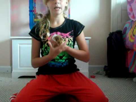 How To Catch Running Hamsters