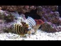 Dwarf Lionfish &amp; Co, updated reef