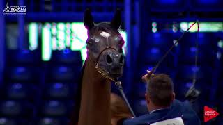 N.7 Yamila Oc - Paris 2017 - Yearling Fillies Class Cm1A