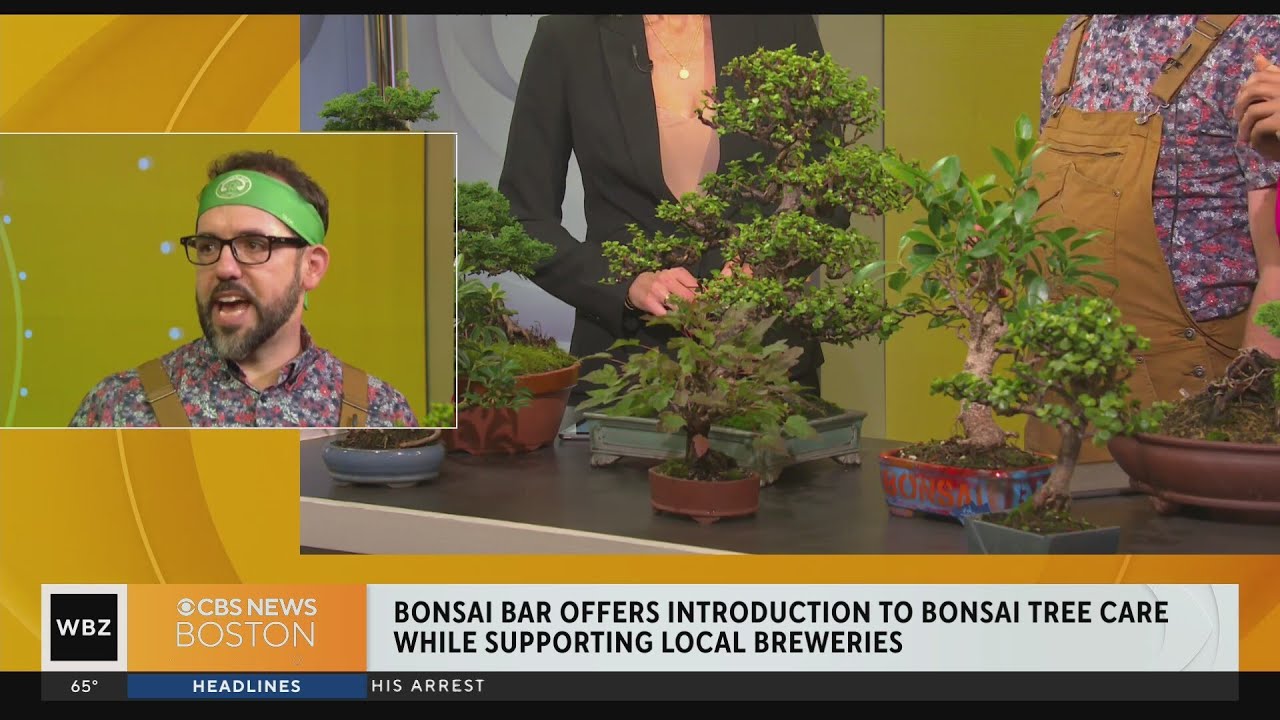 Bonsai Bar offers introduction to Bonsai Tree Cafe while supporting