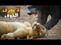 حقائق مذهلة عن غرير العسل لماذا غرير العسل لا يعرف الخوف