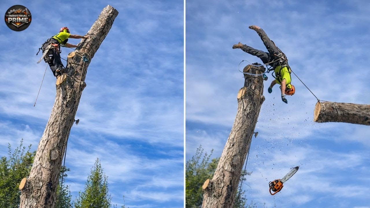 Idiots With Chainsaws: Tree Cutting Fails | Extreme Dangerous Logging ...
