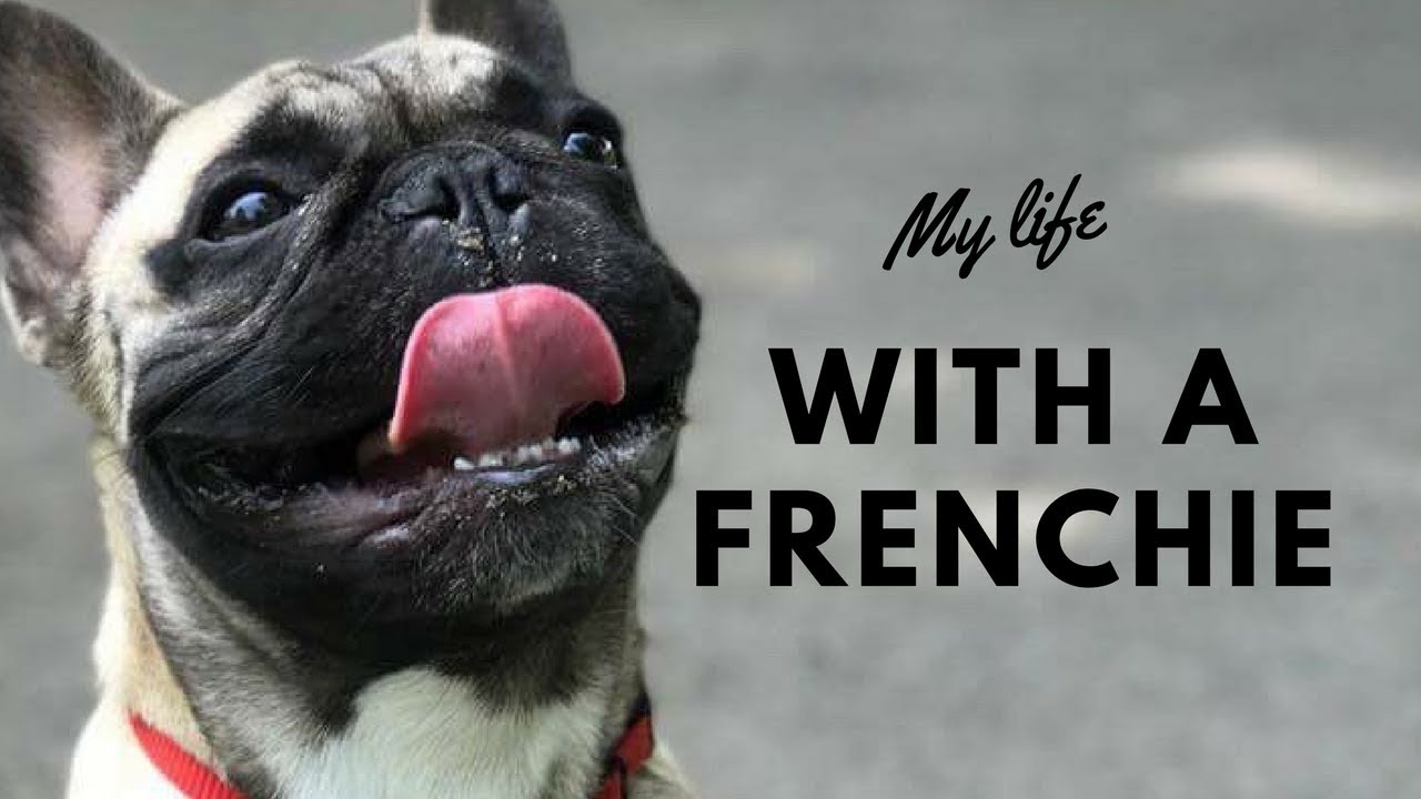 How To Take Care Of A French Bulldog Youtube