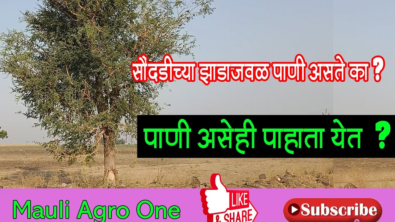 सौंदडीच्या झाडाजवळ पाणी असते का? पाणी असेही पहाता येत?