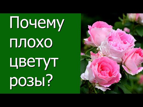 Почему плохо цветут розы