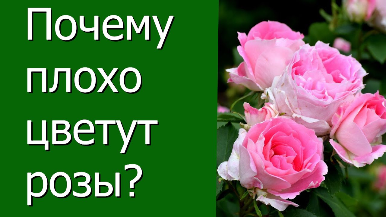 Почему плохо цветут