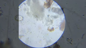 NUHS Compost Extract