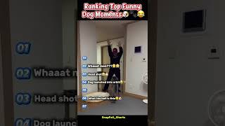 Ranking Dumbest Dog Fails Ever 🤣🐶💀 #shorts #usa #dogfunnyvideos #funnyfails