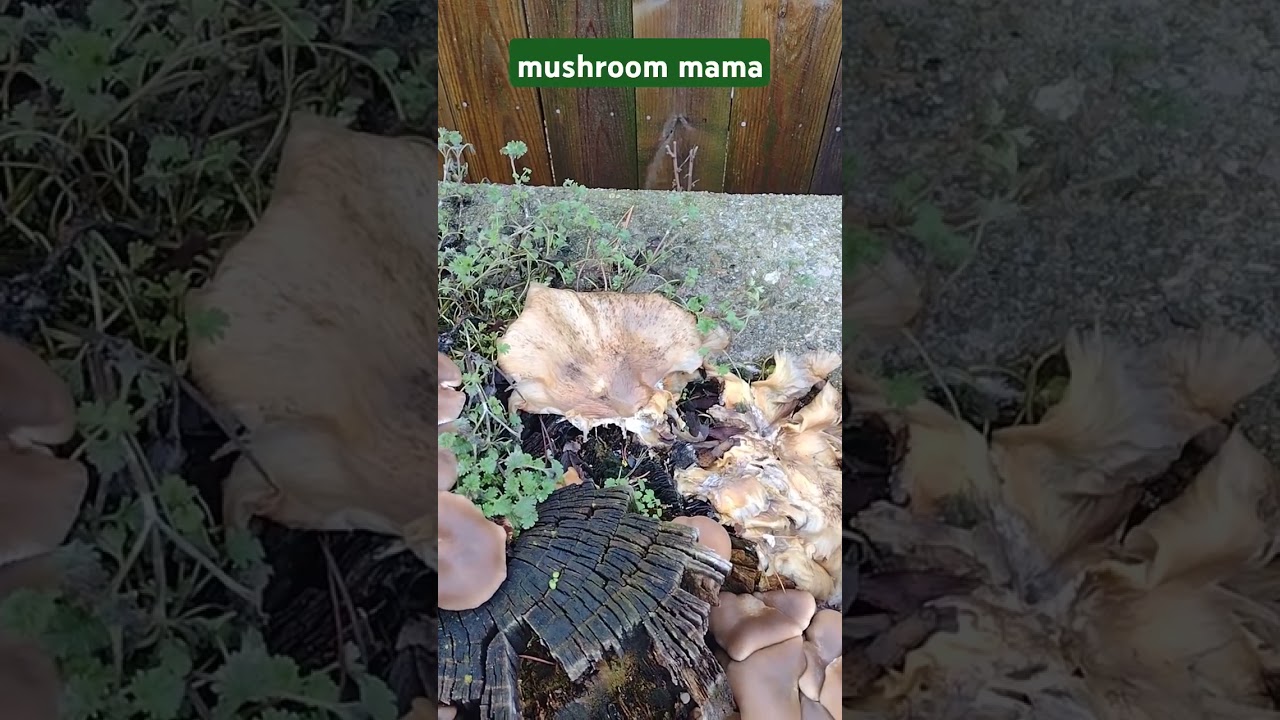 Guarda mushroom mama mushroom 🍄#mushrooms #fungi #spores su YouTube Guarda mushroom mama mushroom 🍄#mushrooms #fungi #spores su YouTube