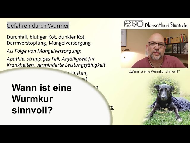Wurmkur Hund: Vor oder nach dem Fressen? Wichtige Tipps! 3 sddefault