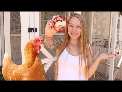 वीडियो: क्या मुर्गी के अंडे का छिलका बिछाए जाने पर नरम होता है?
