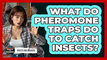 What Do Pheromone Traps Do To Catch Insects? - Insects and Invaders