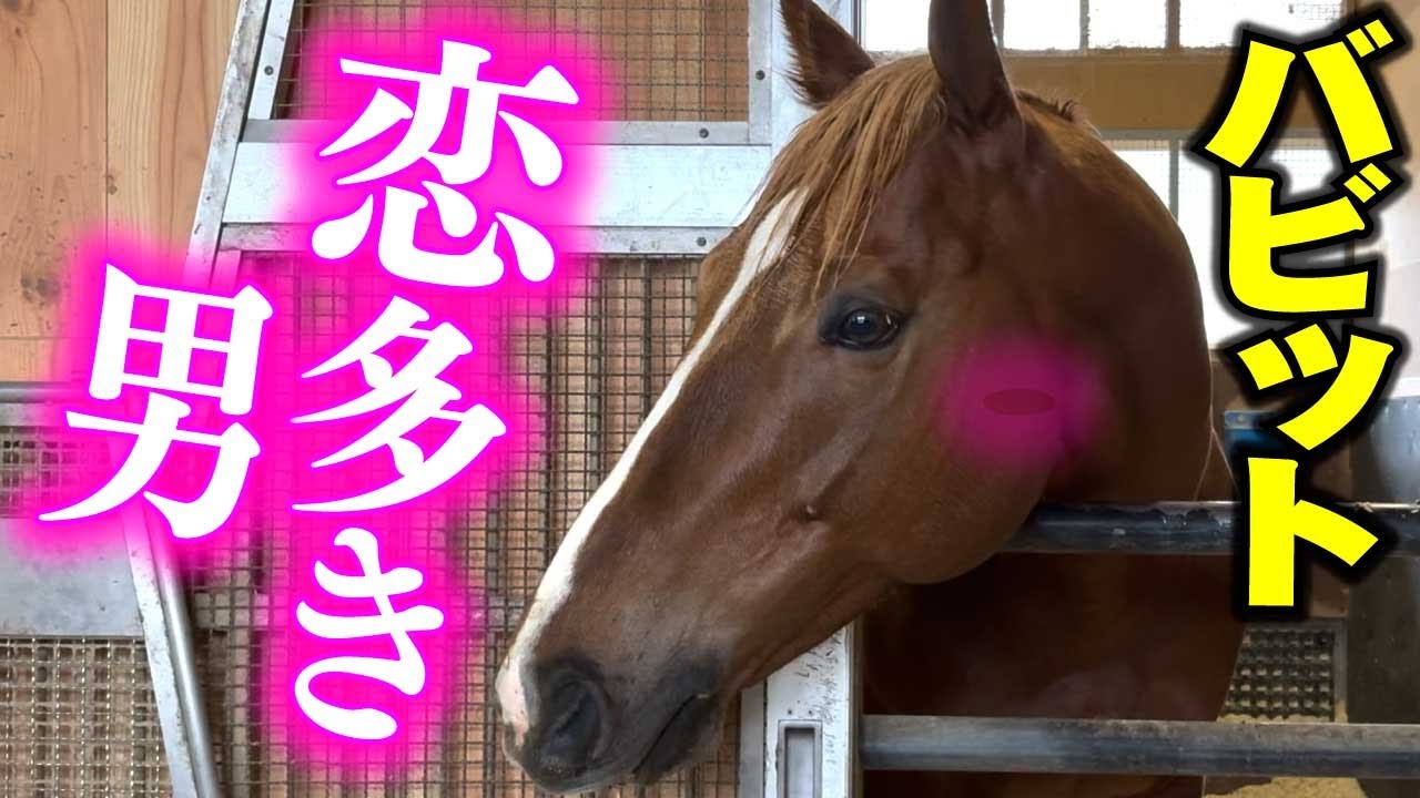 【京都記念2025】イケメンホースのバビットに詳しい赤城記者が、Mコラ主催者の松浪記者に色々なことを教えてくれます！