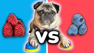 What Foods Can a Pug Eat?  with Pangpang the London Pug Dog!