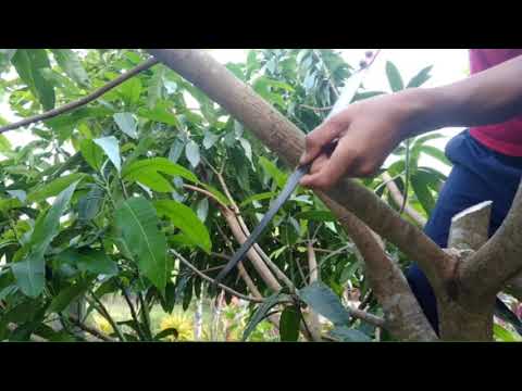 Video: Pemangkasan Pokok Suci - Bagaimana dan Bila Untuk Memangkas Pokok Suci