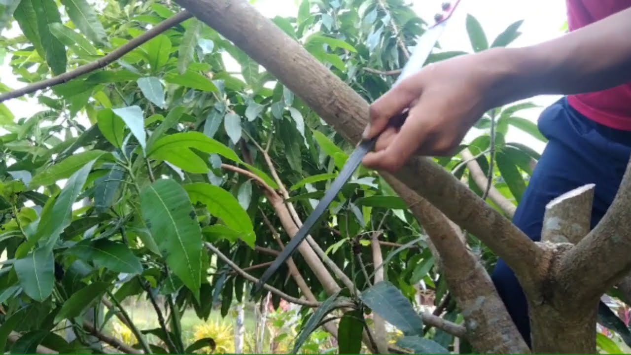 Sebab pokok mangga tidak berbuah dan meninggi.