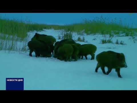 ЖИТЕЛИ ОРЕНБУРГСКОЙ ОБЛАСТИ СТАЛИ ЧАСТО ВСРЕЧАТЬ ДИКИХ ЖИВОТНЫХ И ПТИЦ НА УЛИЦАХ ГОРОДОВ