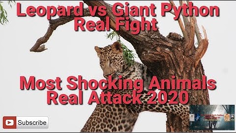 Leopard vs Giant Python Real Fight - Most Shocking Animals Real Attack 2020