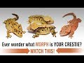 The COMPLETE Guide to Crested Gecko Morphs! Part 1