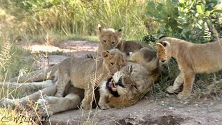 Both Skorro Male Lions Spends Time With Their Pride Ep 58