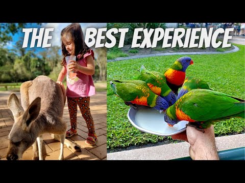 BEST Family Day Out On The Gold Coast | Currumbin Wildlife Sanctuary
