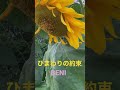 ひまわりの約束 BENI