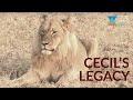 CECIL'S LEGACY - Cecil the lion mission - Introduction (Ep. 1)