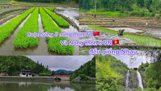 Cấy Mạ Ở Nông Thôn TQ 🇨🇳Và Nông Thôn VN 🇻🇳Đều Giống Nhau Người Dân Rất Chịu Khó.