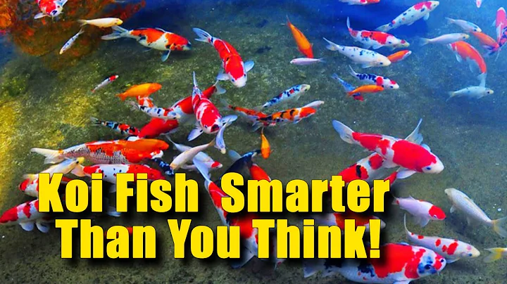 Koi Fish  Smarter Than You Think!