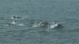 瀬戸内海にイルカの群れ ４０頭ジャンプ、愛媛沖