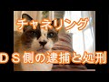 チャネリング　ＤＳ側の逮捕と処刑
