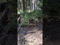 Gold prospecting is interrupted by dreadful tree noises #goldprospecting #forest #oregon #shorts