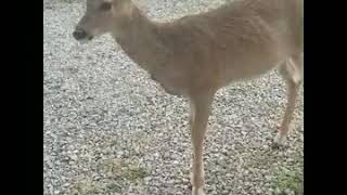 This deer!(1)