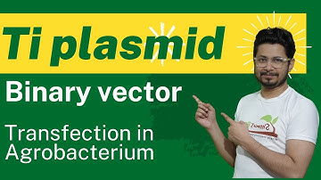 Binary vector ti plasmid | transfection in plant agrobacterium tumefaciens