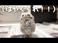 赤ちゃんフクロウの夜ごはんルーティン!!!