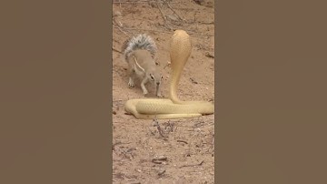 Squirrel Vs Snakes #shorts #squirrel #snake