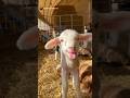 Hayvan Sesleri | Animal Sounds ❤️🤗#kuzusesi #lambvoice #Buzağı #inek #cow #calf #keçisesi #goat