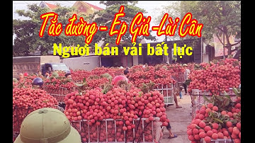 Vải thiều Lục Ngạn | Tắc đường Lùi cân Ép giá Xin tiền | người bán vải bất lực | bản sắc miền núi