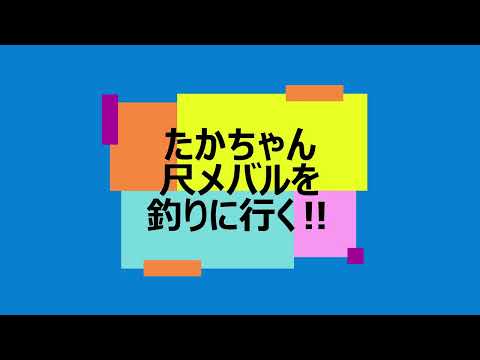 メバルのパラダイス‼　たかちゃん尺メバルを釣りに行く！