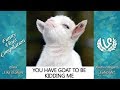 Funny Cute Goat Videos Compilation 2017 | TRY NOT TO LAUGH or GRIN