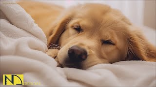20 HOURS of Dog Calming Music For Dogs🎵🐶Anti Separation Anxiety Relief💖🐶Dog Sleep Music🎵 NadanMusic by 힐링나단뮤직 - Healing NadanMusic 258,666 views 3 months ago 20 hours