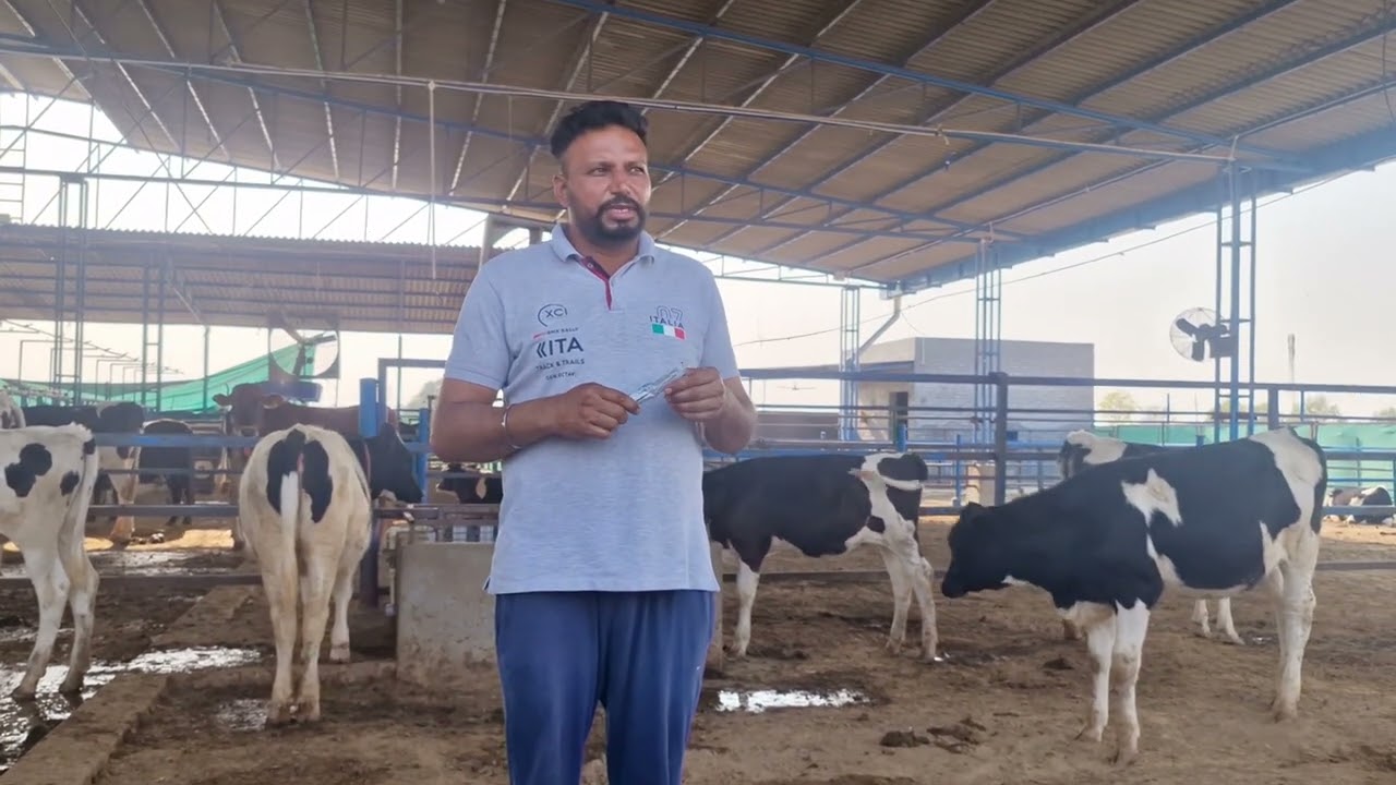 Why Brucellosis vaccination is necessary in calfs.