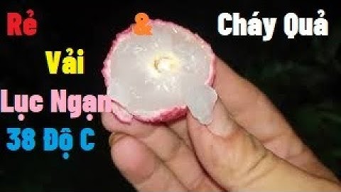 Đã Rẻ Lại Còn Cháy Quả l Vải Thiều Lục Ngạn 2022 l Núi Đồi Lục Ngạn