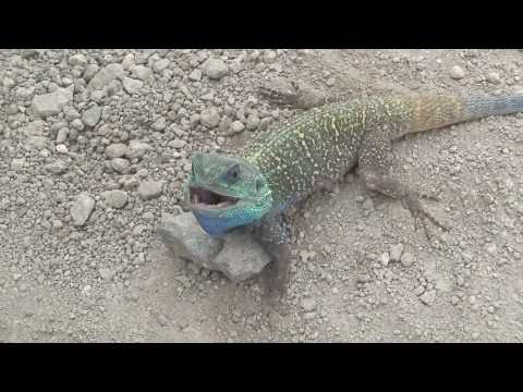 Blue Headed Agama Youtube Blue Headed Agama Youtube
