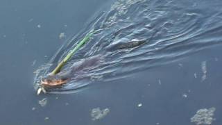 Muskrat Cricetidae Ondatra Zibethicus Harvesting Cattail