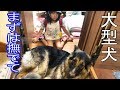 お帰り!甘えるシェーパード犬と孫娘の日常風景